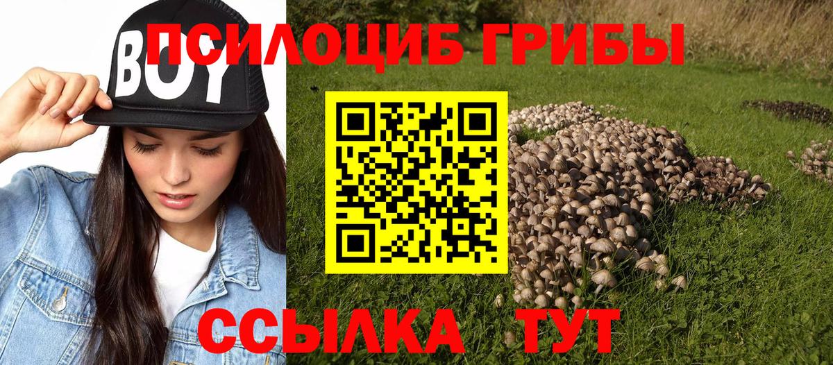 купить   Вход с VPN  Сарапул  Галлюциногенные грибы Psilocybe 